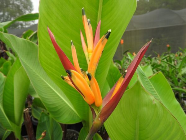 Heliconia psittacorum Caribean Flame