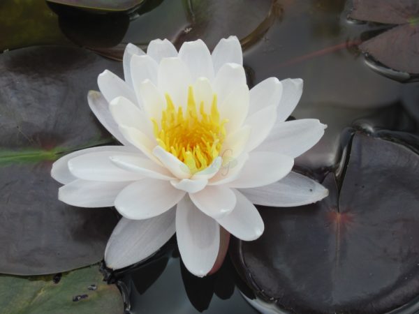 Waterlily Hardy Caroliniana Nivea