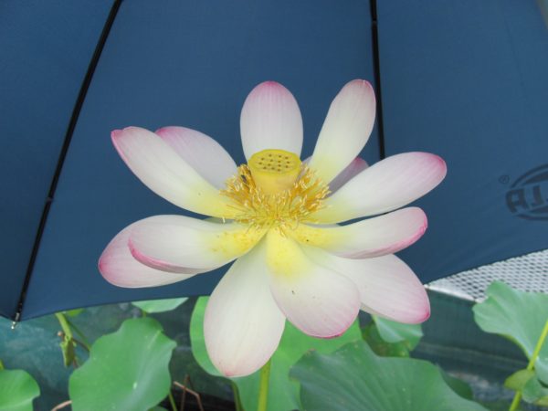 Lotus Carolina Queen