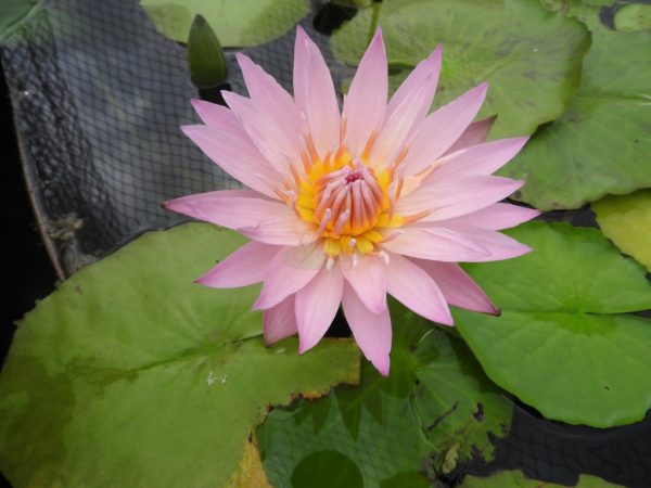 Waterlily Tropical Castaliflora