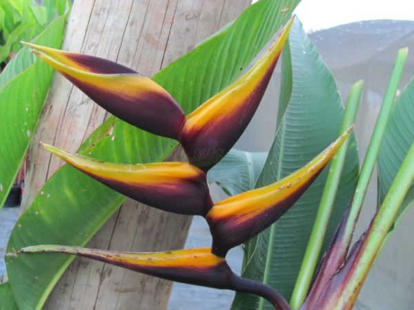 Heliconia bihai Chocolate Dancer