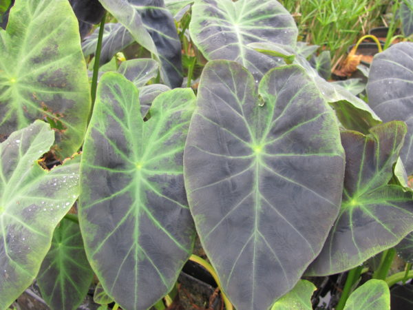 Colocasia antiquorum Imperial Taro