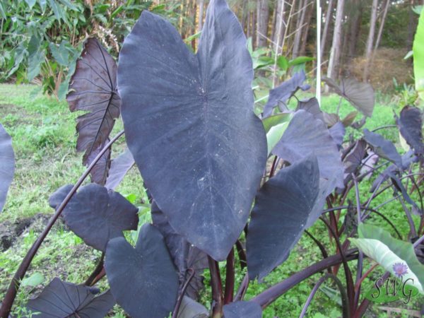 Colocasia esculenta Black Magic