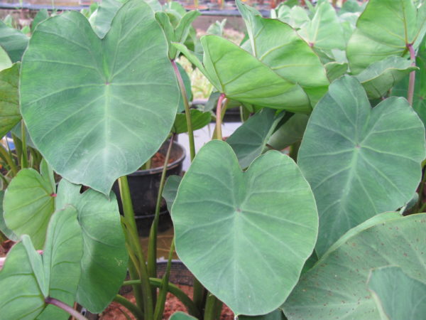 Colocasia esculenta Taro Green stem