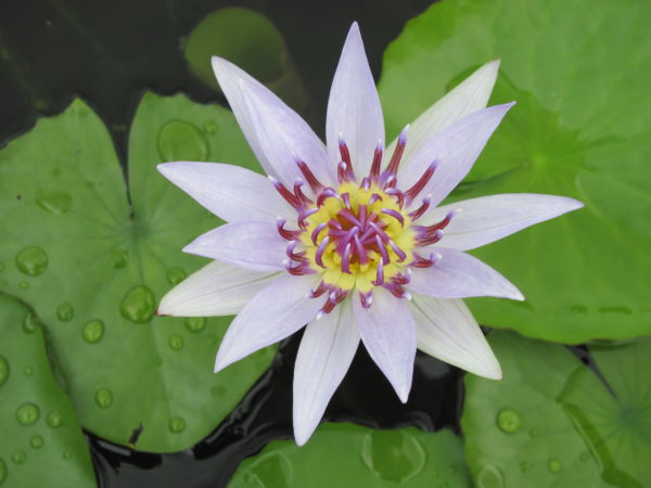 Waterlily Tropical Colorata Blue