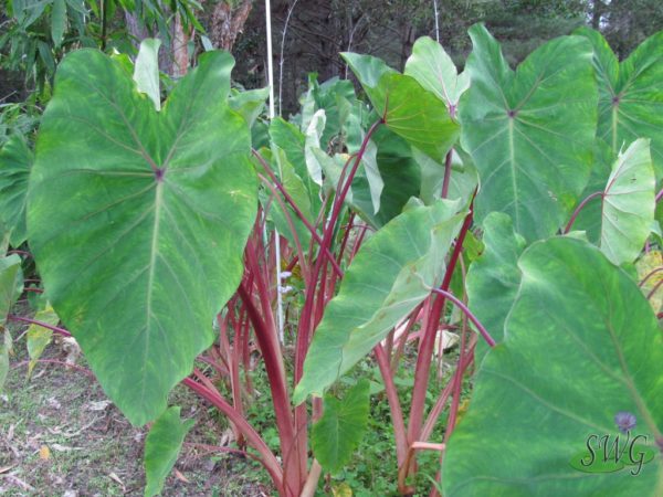 Colocasia esculenta Rubra Red stemmed-Taro