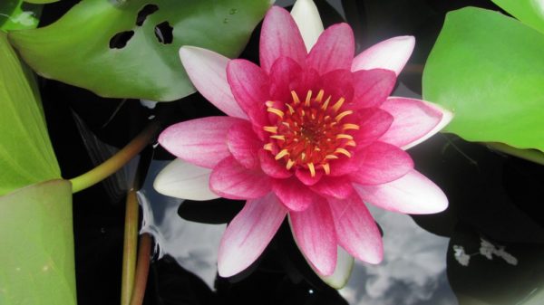 Waterlily Hardy Conqueror