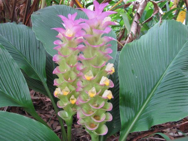 Curcuma cordata Jewel of Thai