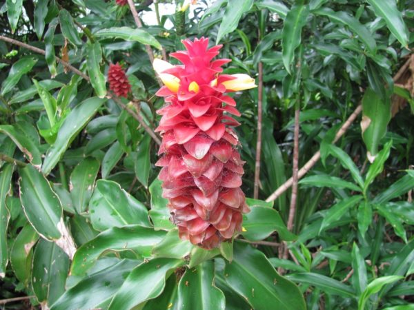 Costus comosus Red Tower