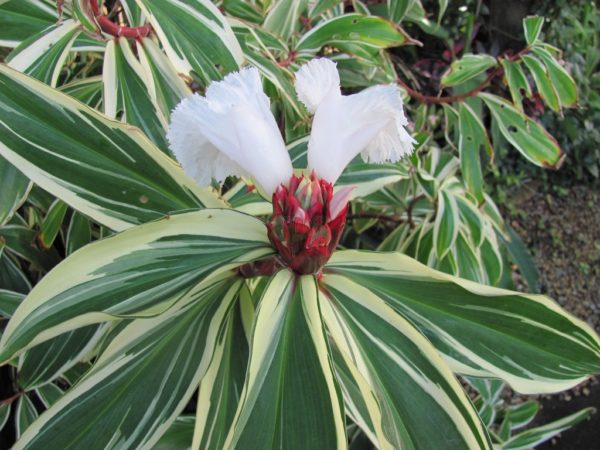 Chamaecostus specious Variegatus Crepe Ginger