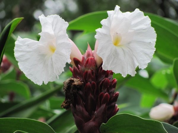 Chamaecostus Specious Crepe Ginger