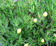 COTULA coronopifolia Water Buttons