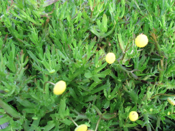 Cotula coronopifolia Water Buttons