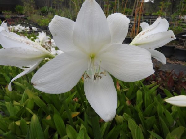 Crinum Powelli Alba