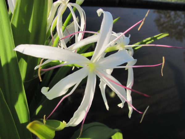 Crinum Pendunculatum