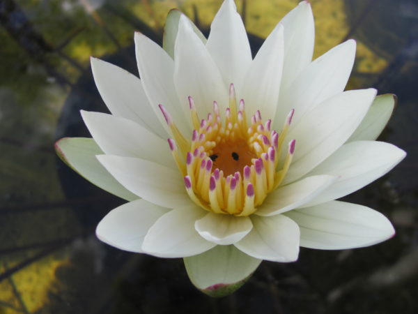 Waterlily Tropical Crystal