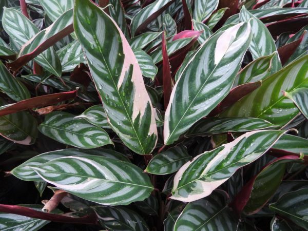 Ctenanthe oppenheimiana Tri-Colour