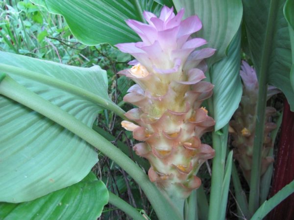 Curcuma Royal Pink