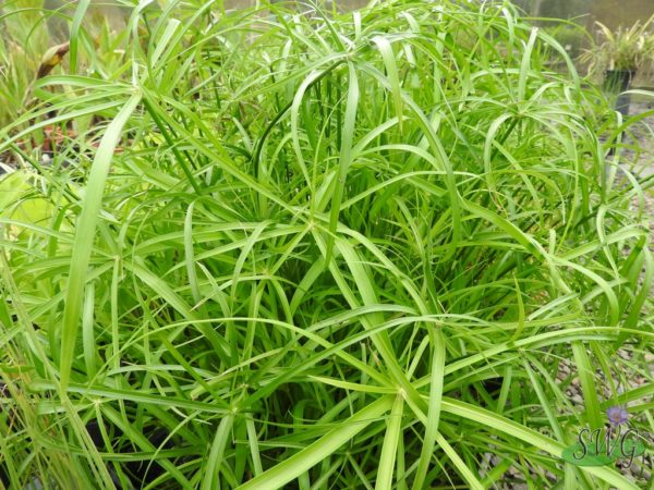 Cyperus alternifolia Umbrella Grass