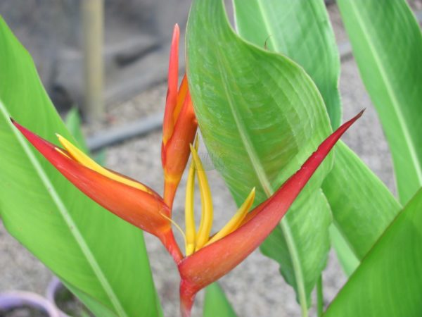 Heliconia psittacorum x spathocircinata Daintree