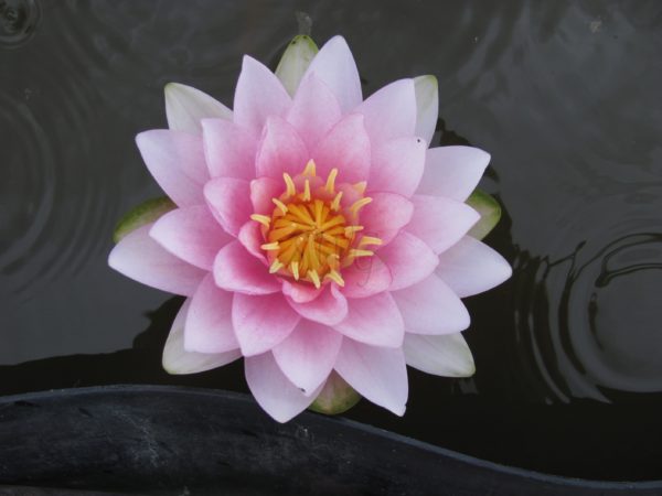 Waterlily Hardy Darwin