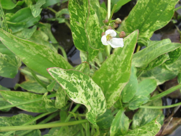 Echinodorus cordifolius Marble Queen Sword plant