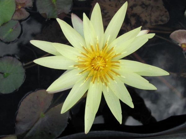 Waterlily Tropical Eldorado