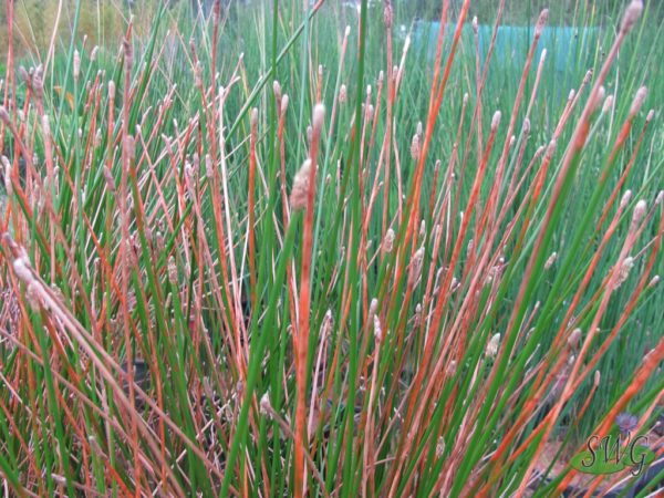 Eleocharis acuta Common spike-rush