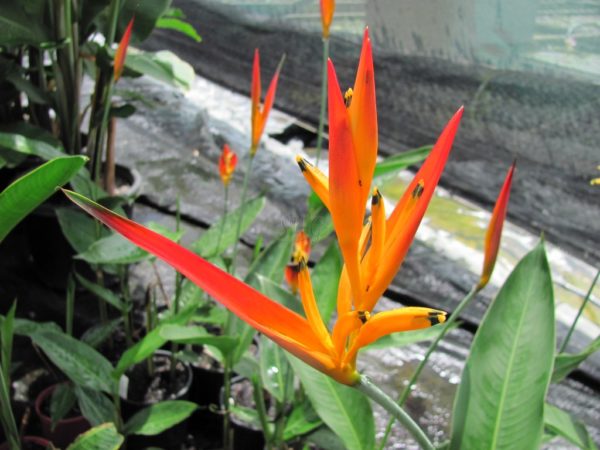 Heliconia psittacorum Flamethrower