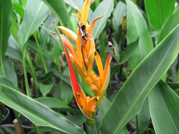 Heliconia psittacorum Frosty Orange