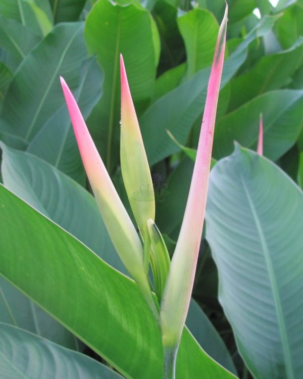 Heliconia psittacorum Green Bananas