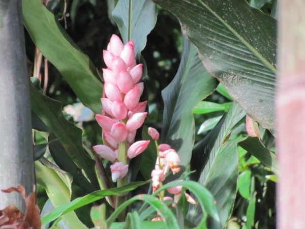 Alpinia Giant Pink