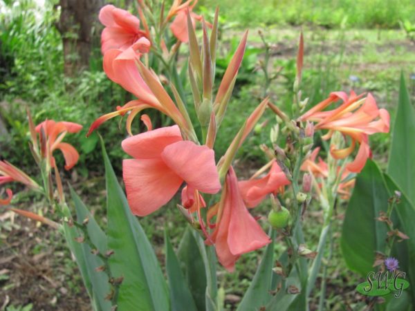 Canna glauca Erebus (Salmon)