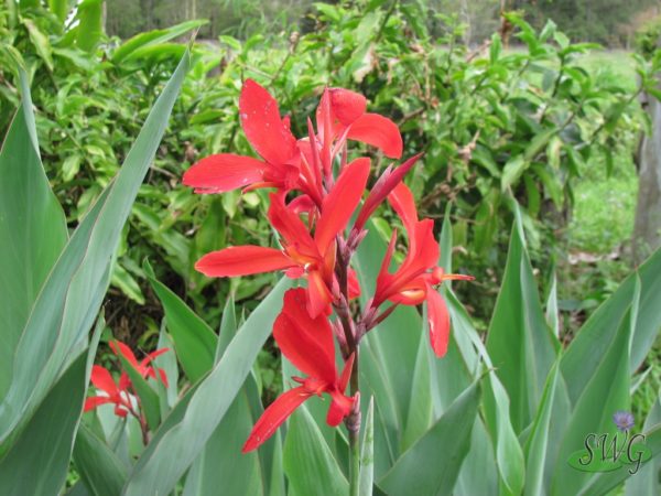 Canna glauca Endeavour (Red)