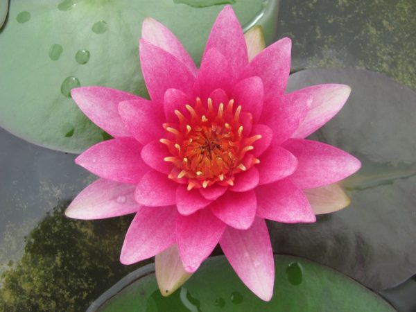 Waterlily Hardy Gloriosa