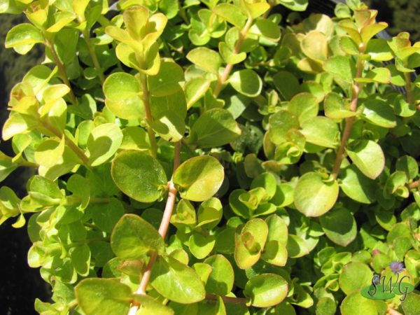 Lysimachia aurea Golden Creeping Jenny