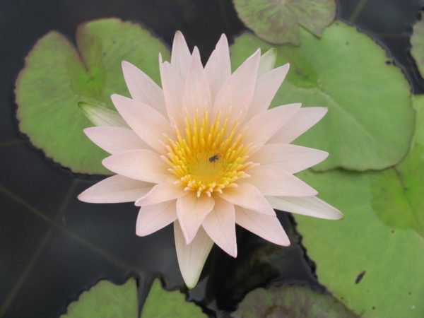 Waterlily Tropical Golden West