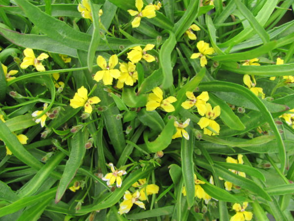 Goodenia humilis Swamp Goodenia