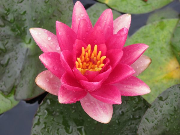 Waterlily Hardy Gypsy