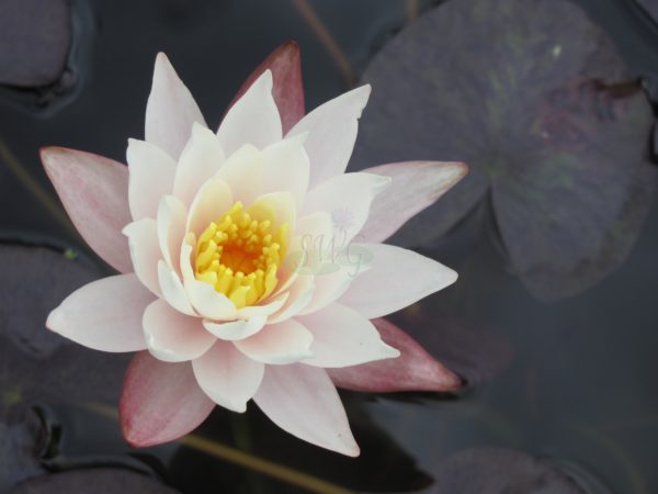 Waterlily Hardy Hazora Deagon White