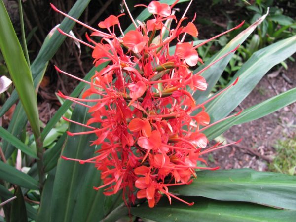 Hedychium Coccineum Scarlet