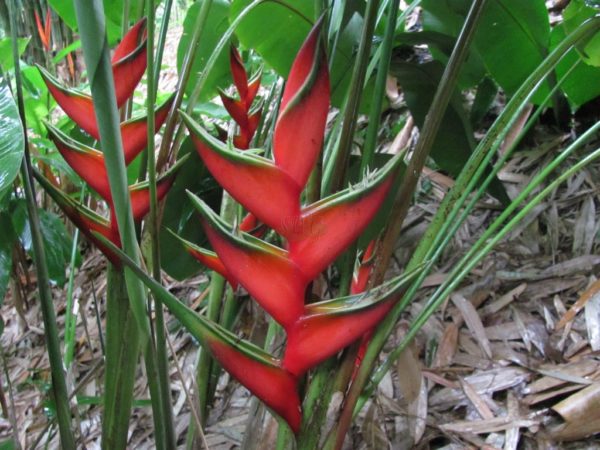 Heliconia bihai Claw 1