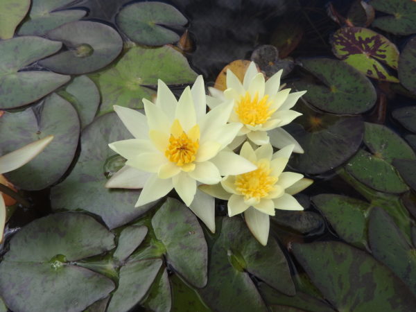 Waterlily Hardy Helvola