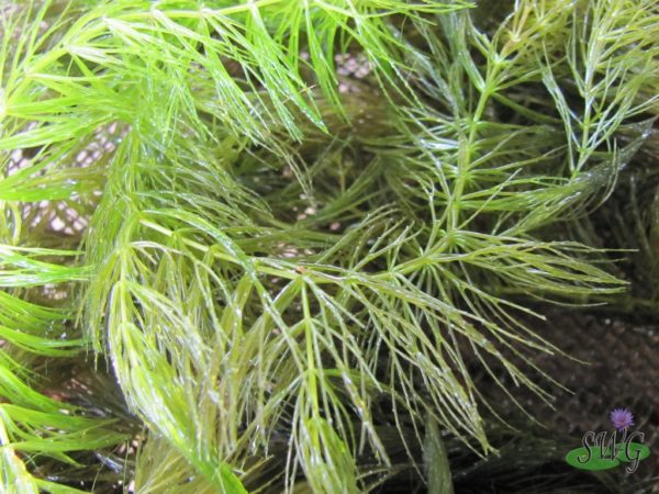 Ceratophyllum demersum Hornwort