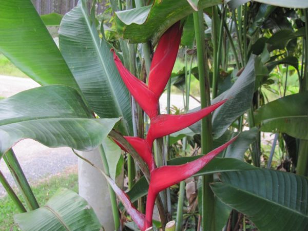 Heliconia bihai x caribaea Hot Rio Nites