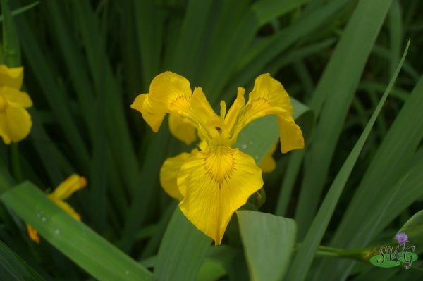 Iris pseudocoris Yellow Flag