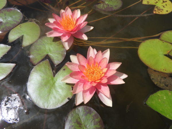 Waterlily Hardy Indiana