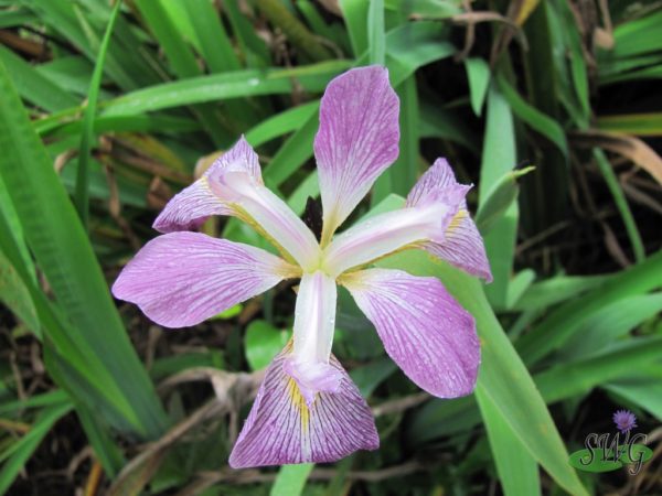 Iris virginica Southern pink flag