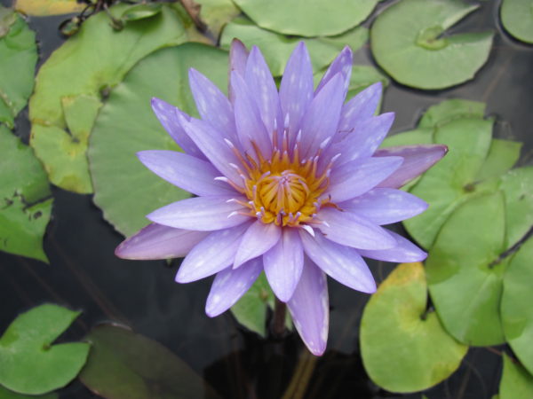 Waterlily Tropical Islamorada