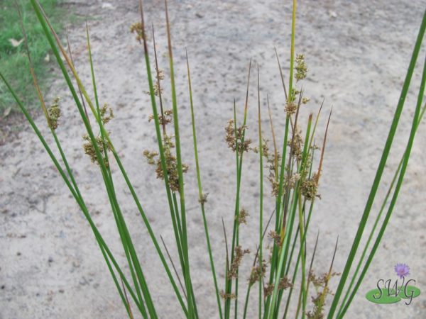 Juncus usitatus Common rush